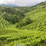 Andreola presenta la “A Rive Line” collection di Valdobbiadene DOCG in occasione del quarantesimo anniversario